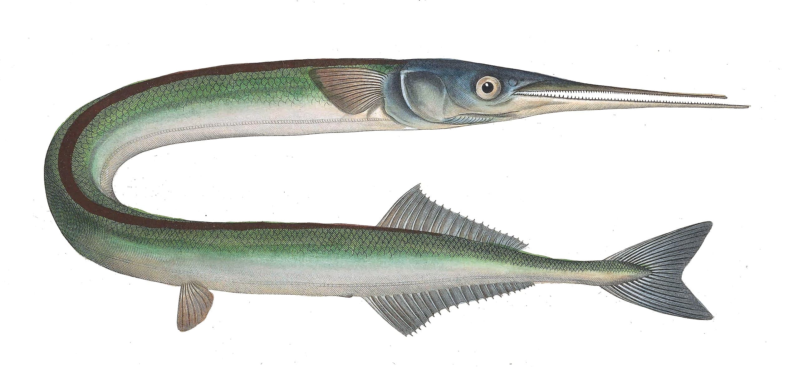 I love fish